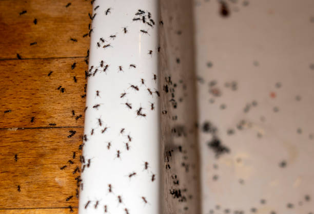 Best Local Pest Control Services  in Kerens, TX